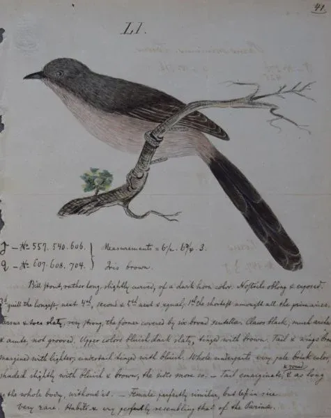 Kép: 017-abra-475x600.webp